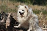 SPITZ ALLEMAND 486